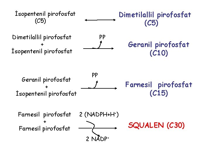 Dimetilallil pirofosfat (C 5) İsopentenil pirofosfat (C 5) PP Dimetilallil pirofosfat + İsopentenil pirofosfat