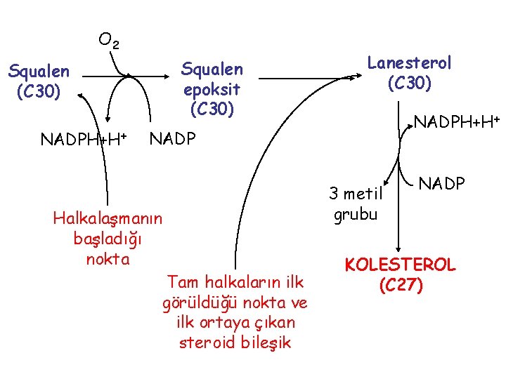 O 2 Squalen epoksit (C 30) Squalen (C 30) NADPH+H+ Lanesterol (C 30) NADPH+H+