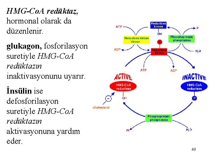 HMG-Co. A redüktaz, hormonal olarak da düzenlenir. glukagon, fosforilasyon suretiyle HMG-Co. A redüktazın inaktivasyonunu