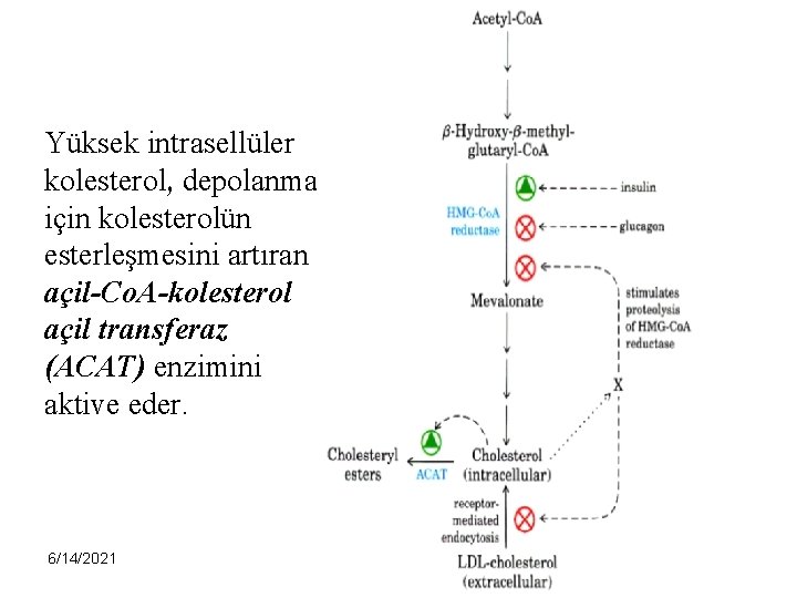 Yüksek intrasellüler kolesterol, depolanma için kolesterolün esterleşmesini artıran açil-Co. A-kolesterol açil transferaz (ACAT) enzimini