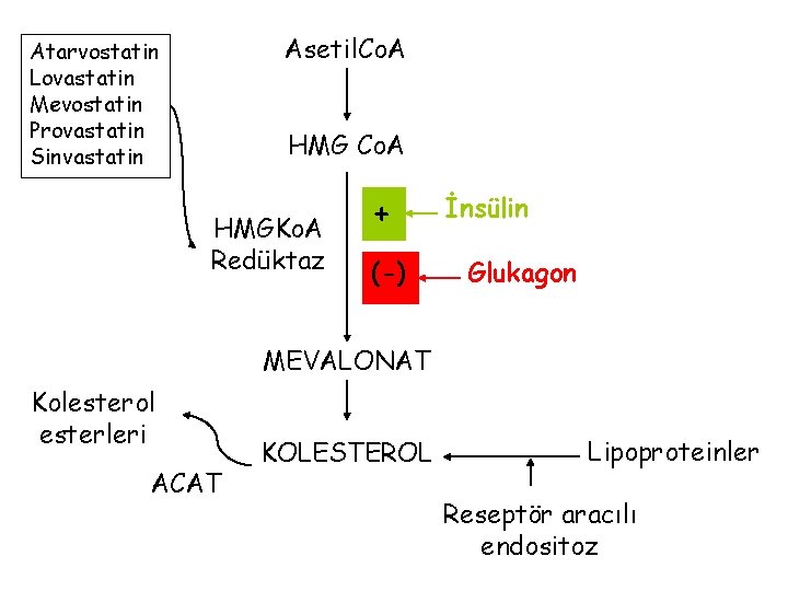 Asetil. Co. A Atarvostatin Lovastatin Mevostatin Provastatin Sinvastatin HMG Co. A HMGKo. A Redüktaz