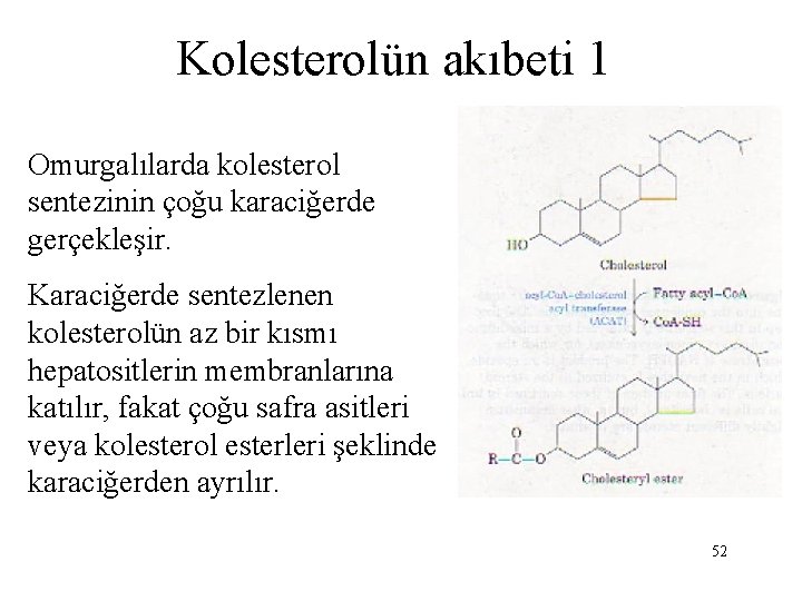 Kolesterolün akıbeti 1 Omurgalılarda kolesterol sentezinin çoğu karaciğerde gerçekleşir. Karaciğerde sentezlenen kolesterolün az bir