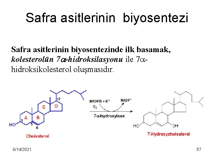 Safra asitlerinin biyosentezinde ilk basamak, kolesterolün 7 -hidroksilasyonu ile 7 hidroksikolesterol oluşmasıdır. 6/14/2021 57