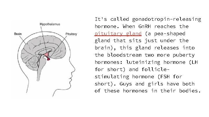 It's called gonadotropin-releasing hormone. When Gn. RH reaches the pituitary gland (a pea-shaped gland