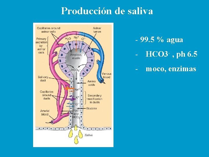 Producción de saliva - 99. 5 % agua - HCO 3 - , ph