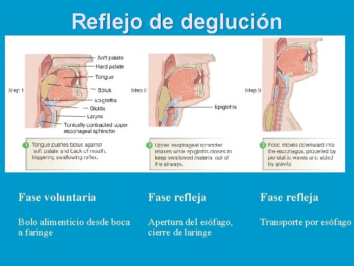 Reflejo de deglución Fase voluntaria Fase refleja Bolo alimenticio desde boca a faringe Apertura