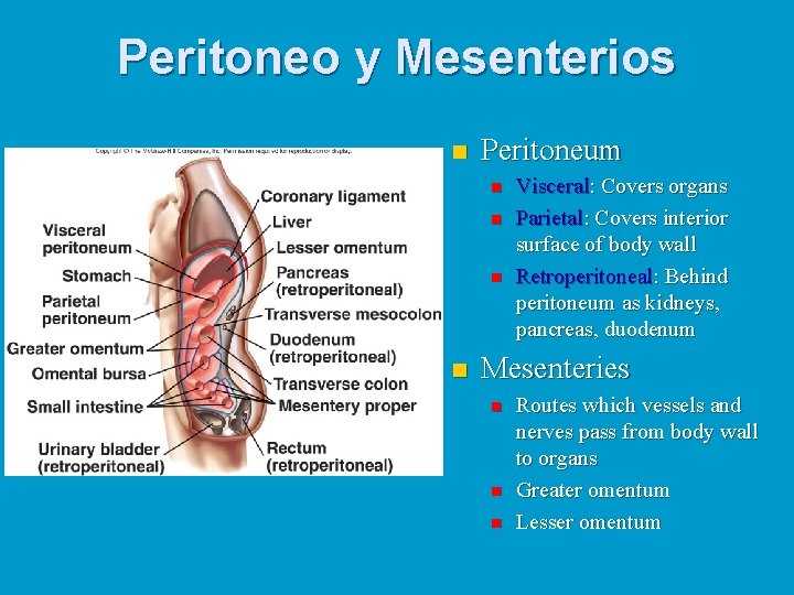 Peritoneo y Mesenterios n Peritoneum n n Visceral: Covers organs Parietal: Covers interior surface