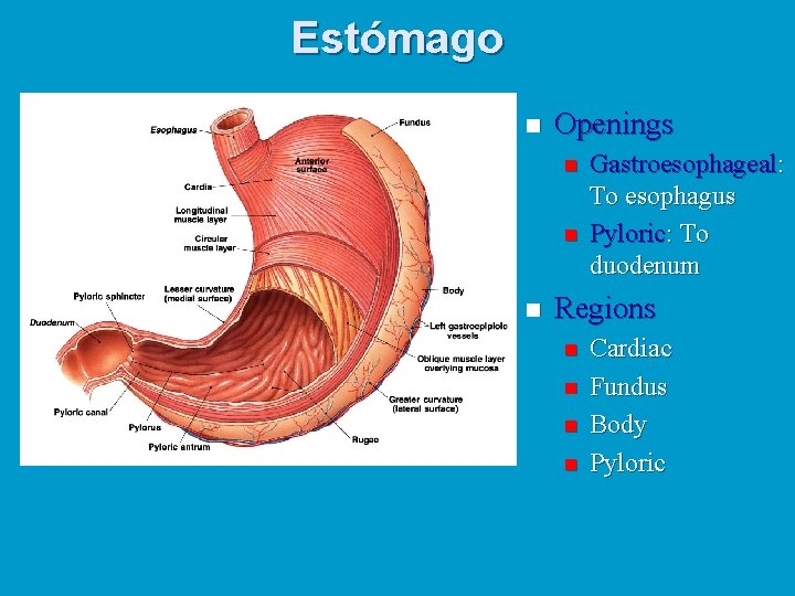 Estómago n Openings n n n Gastroesophageal: To esophagus Pyloric: To duodenum Regions n
