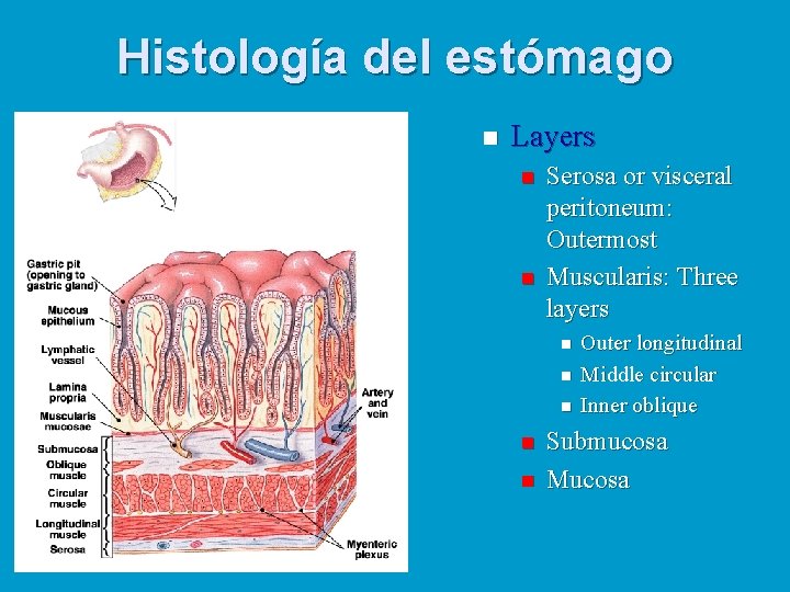 Histología del estómago n Layers n n Serosa or visceral peritoneum: Outermost Muscularis: Three