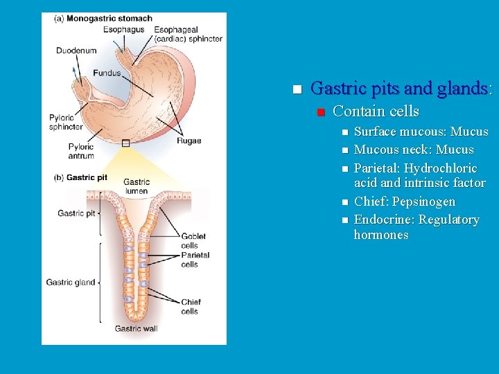 n Gastric pits and glands: n Contain cells n n n Surface mucous: Mucus