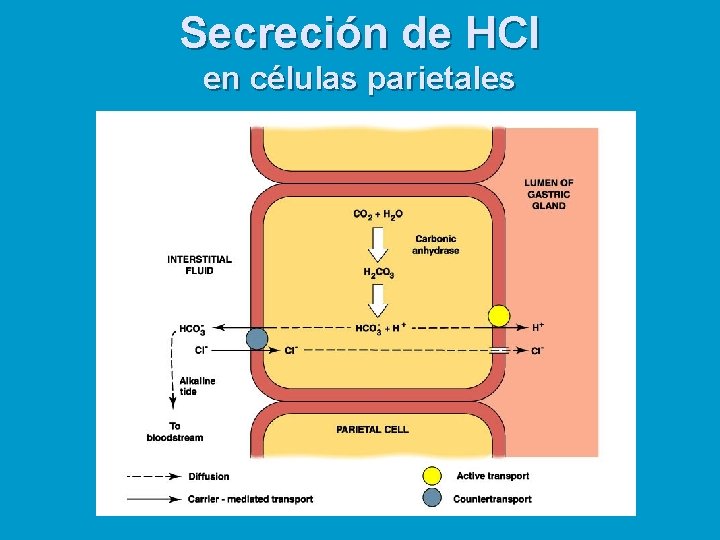 Secreción de HCl en células parietales 