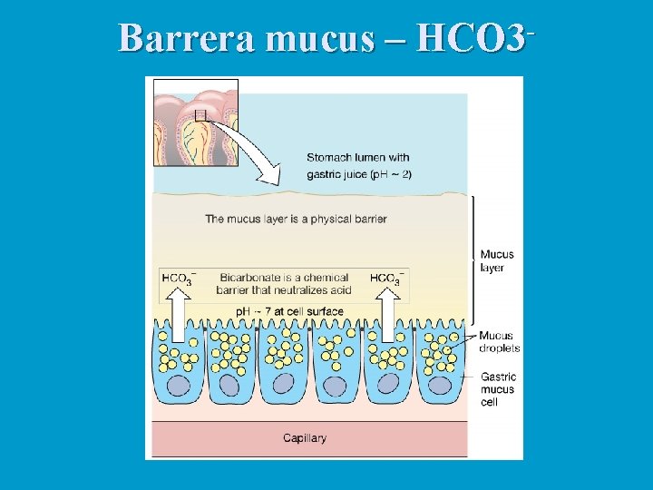 Barrera mucus – HCO 3 