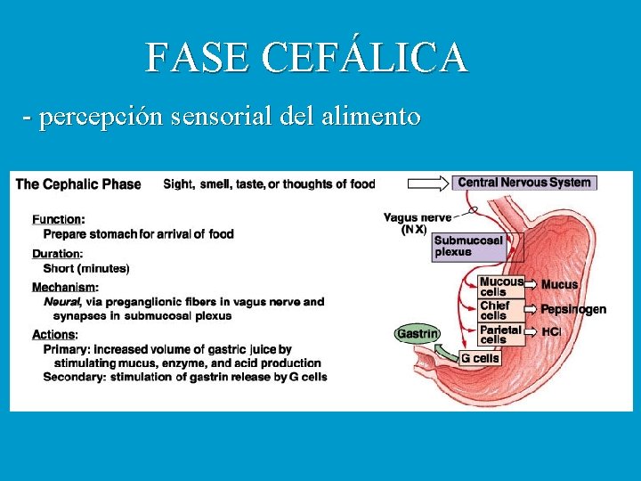 FASE CEFÁLICA - percepción sensorial del alimento 