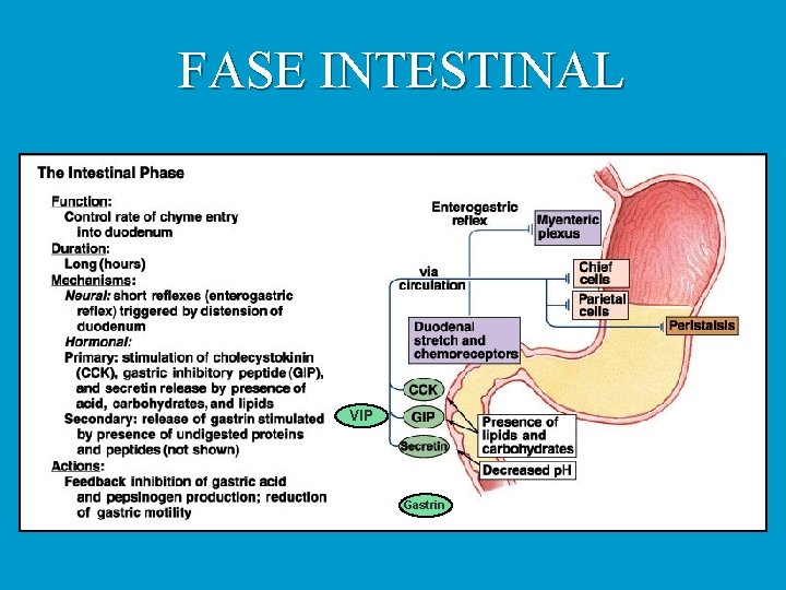 FASE INTESTINAL VIP Gastrin 