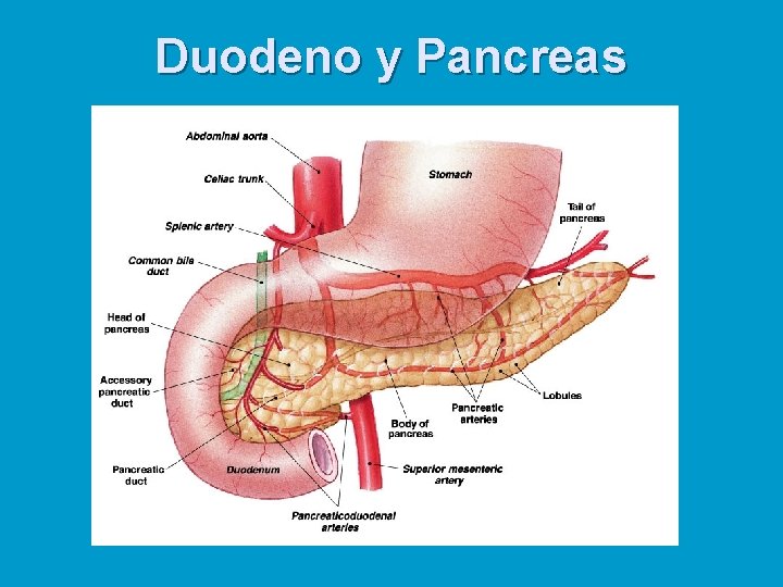 Duodeno y Pancreas 