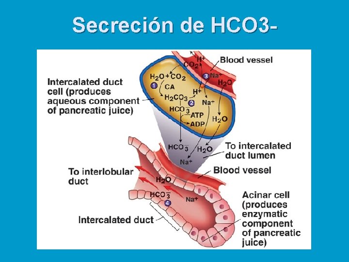 Secreción de HCO 3 - 