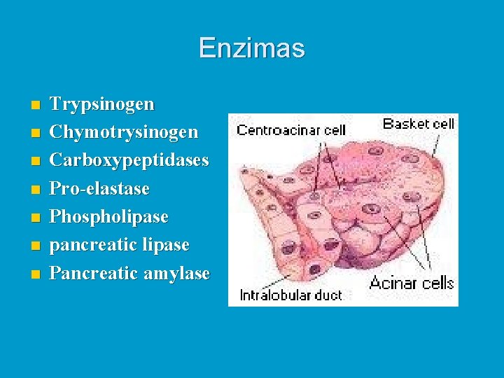 Enzimas n n n n Trypsinogen Chymotrysinogen Carboxypeptidases Pro-elastase Phospholipase pancreatic lipase Pancreatic amylase