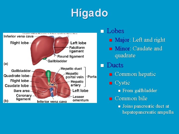 Hígado n Lobes n n n Major: Left and right Minor: Caudate and quadrate
