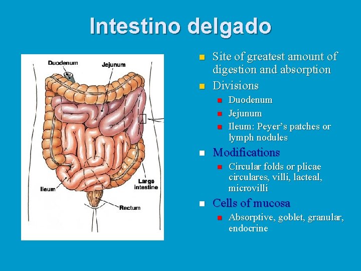 Intestino delgado n n Site of greatest amount of digestion and absorption Divisions n