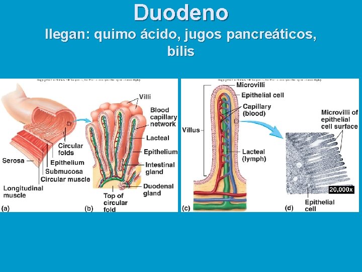 Duodeno llegan: quimo ácido, jugos pancreáticos, bilis 