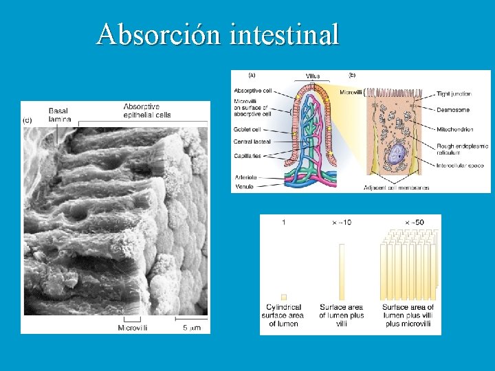 Absorción intestinal 