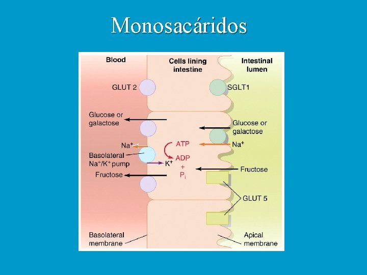 Monosacáridos 