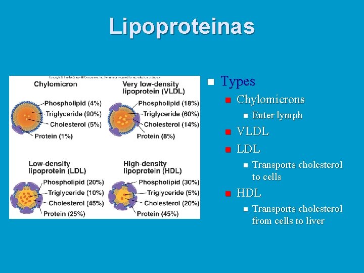 Lipoproteinas n Types n Chylomicrons n n n VLDL n n Enter lymph Transports