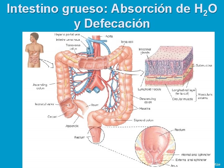 Intestino grueso: Absorción de H 2 O y Defecación Figure 21 -27: Anatomy of