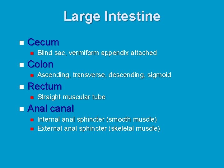 Large Intestine n Cecum n n Colon n n Ascending, transverse, descending, sigmoid Rectum