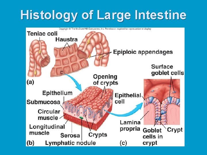 Histology of Large Intestine 