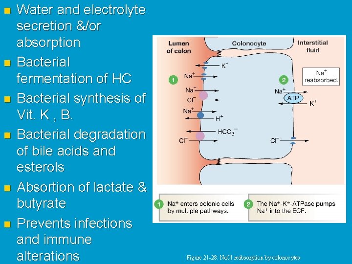 n n n Water and electrolyte secretion &/or absorption Bacterial fermentation of HC Bacterial
