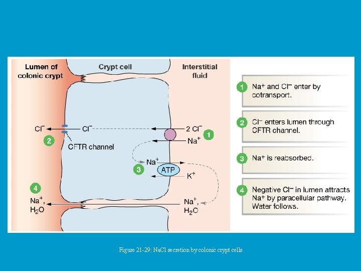 Figure 21 -29: Na. Cl secretion by colonic crypt cells 