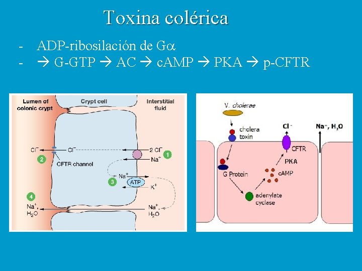 Toxina colérica - ADP-ribosilación de Ga - G-GTP AC c. AMP PKA p-CFTR PKA