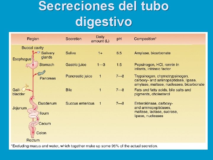 Secreciones del tubo digestivo 