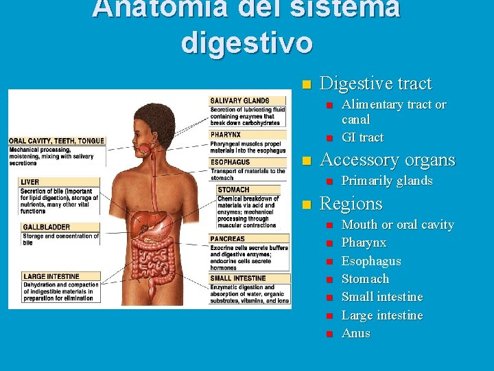 Anatomía del sistema digestivo n Digestive tract n n n Accessory organs n n