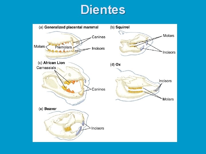 Dientes 