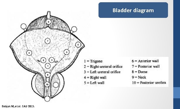 Bladder diagram Babjuk M, et al. EAU 2015. 