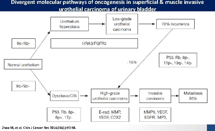 Divergent molecular pathways of oncogenesis in superficial & muscle invasive urothelial carcinoma of urinary