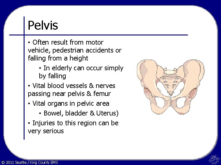 Pelvis • Often result from motor vehicle, pedestrian accidents or falling from a height