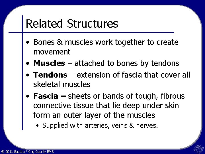 Related Structures • Bones & muscles work together to create movement • Muscles –