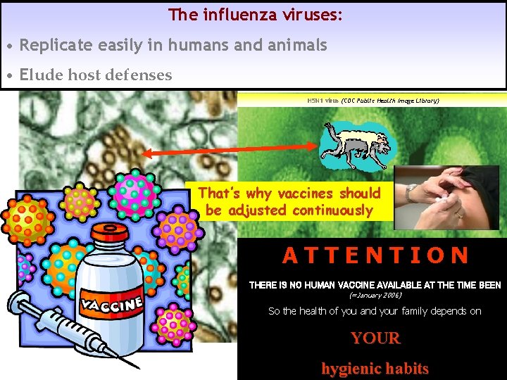 The influenza viruses: • Replicate easily in humans and animals • Elude host defenses