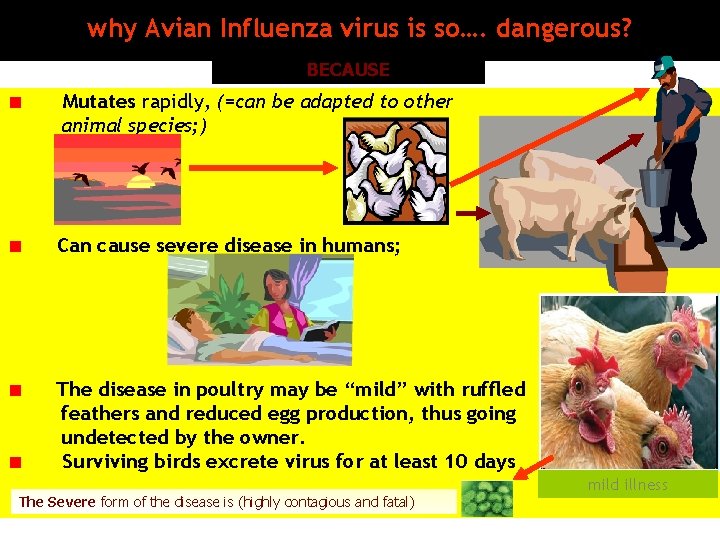 why Avian Influenza virus is so…. dangerous? BECAUSE Mutates rapidly, (=can be adapted to