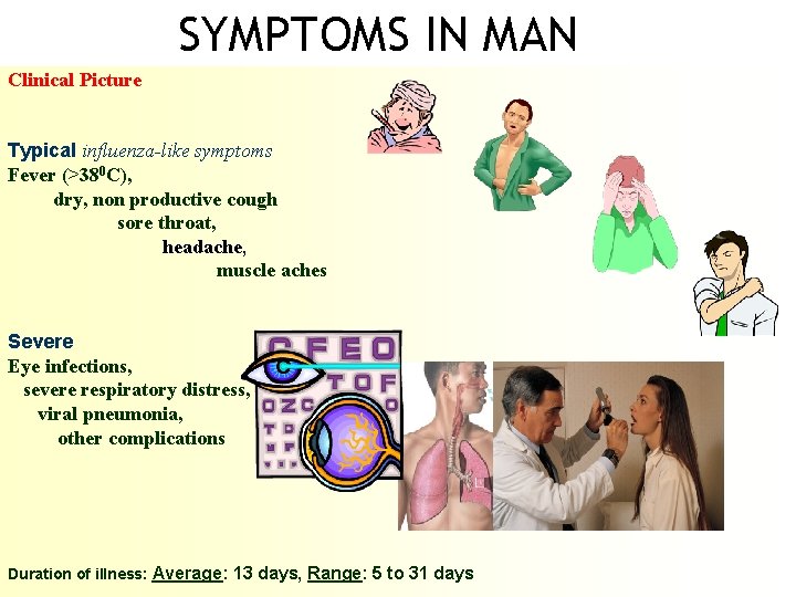SYMPTOMS IN MAN Clinical Picture Typical influenza-like symptoms Fever (>380 C), dry, non productive