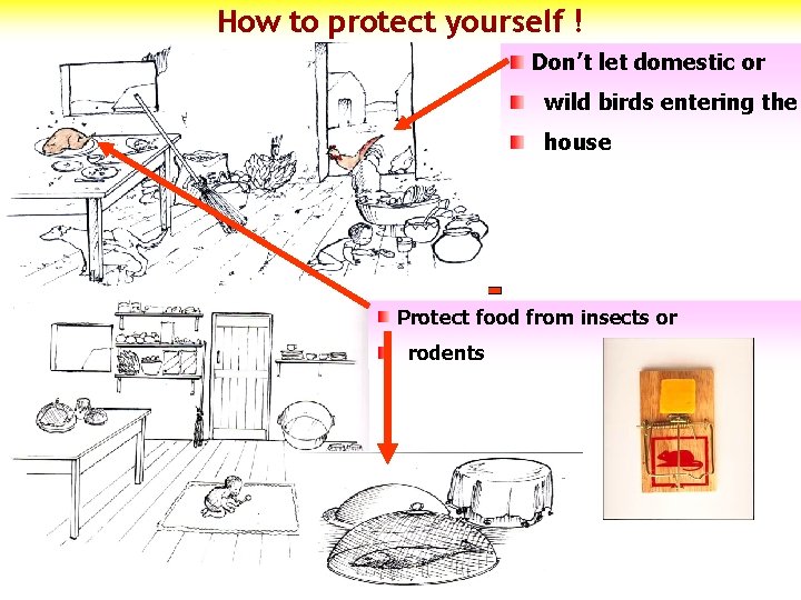 How to protect yourself ! Don’t let domestic or wild birds entering the house