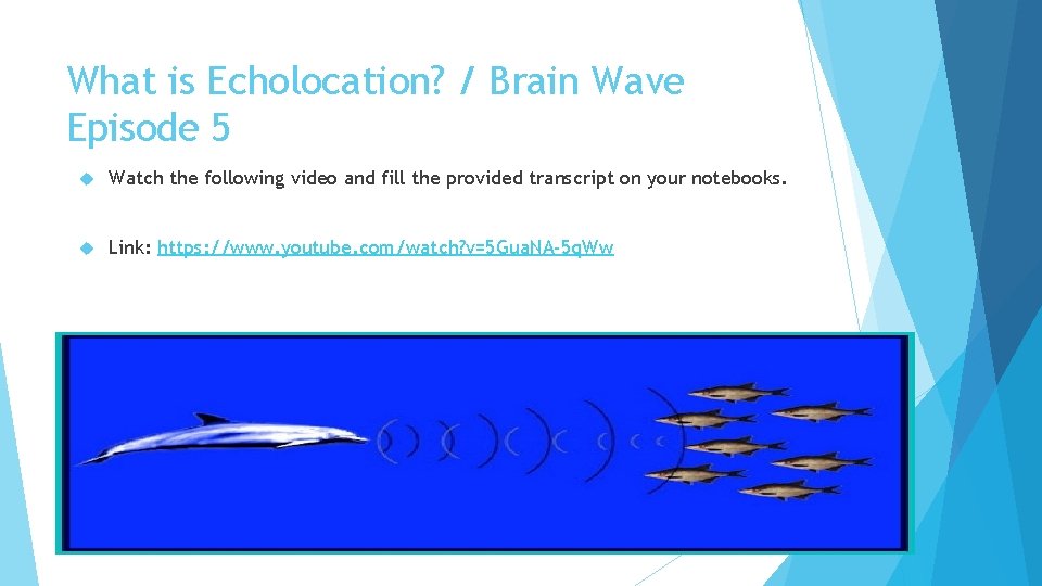 What is Echolocation? / Brain Wave Episode 5 Watch the following video and fill