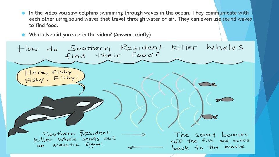  In the video you saw dolphins swimming through waves in the ocean. They