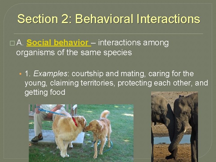 Section 2: Behavioral Interactions � A. Social behavior – interactions among organisms of the