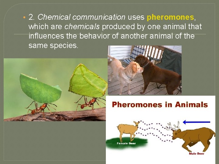  • 2. Chemical communication uses pheromones, which are chemicals produced by one animal