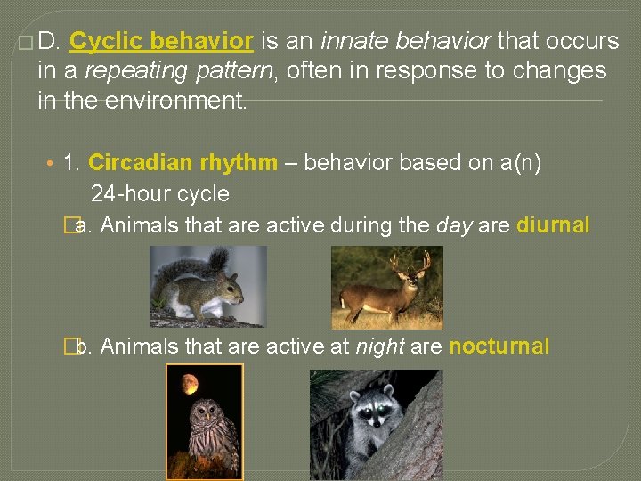 � D. Cyclic behavior is an innate behavior that occurs in a repeating pattern,
