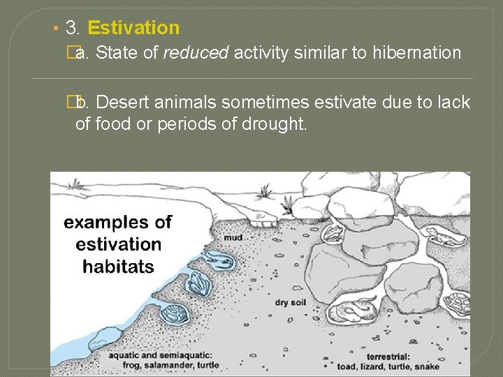  • 3. Estivation �a. State of reduced activity similar to hibernation �b. Desert
